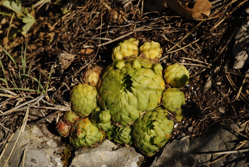 globiferum ssp. globiferum from Hostim, Vysoká stráň, unten