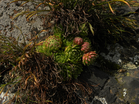 globiferum ssp. globiferum from Kamenec (Süd 1)