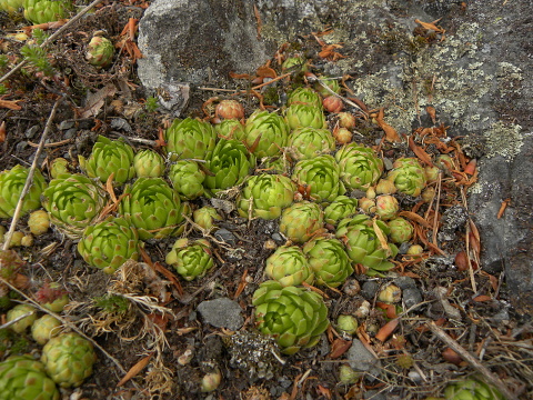 globiferum ssp. globiferum from Kozinec