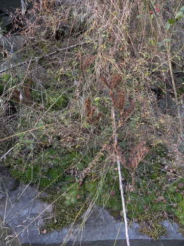 globiferum ssp. globiferum from Libštejn