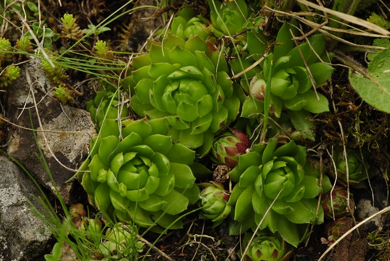globiferum ssp. globiferum from Srbsko, Steinbruch Na Chlumu