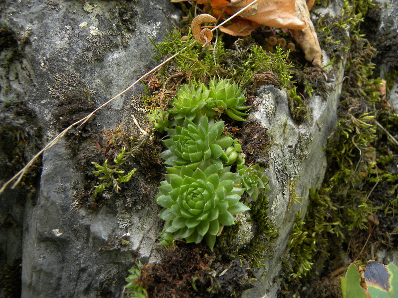 globiferum ssp. globiferum from Balcarka