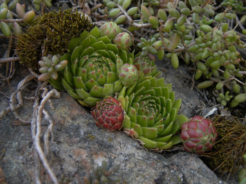 globiferum ssp. globiferum from Blansko, Zusammenfluss