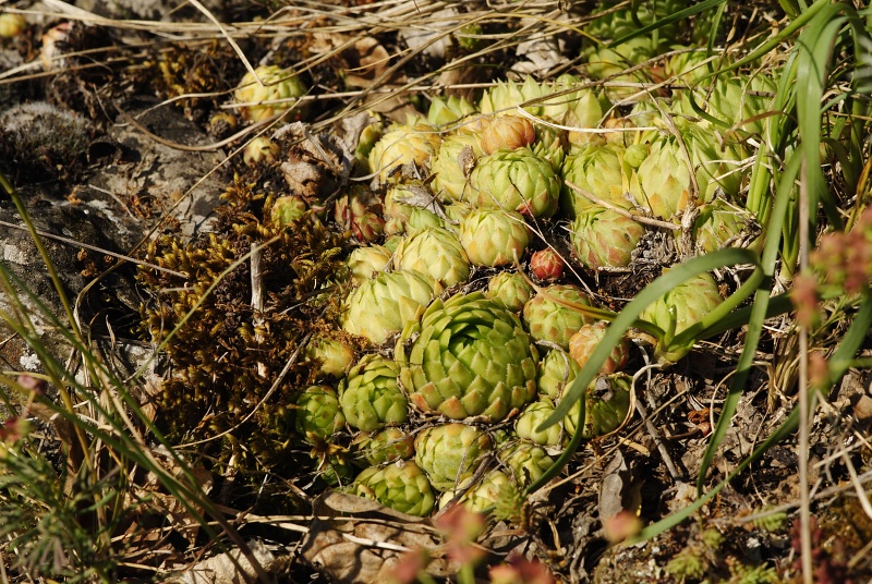 globiferum ssp. globiferum from Srbsko, nordöstlich
