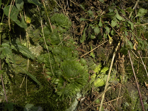 globiferum ssp. globiferum from Střela, Kralovický potok