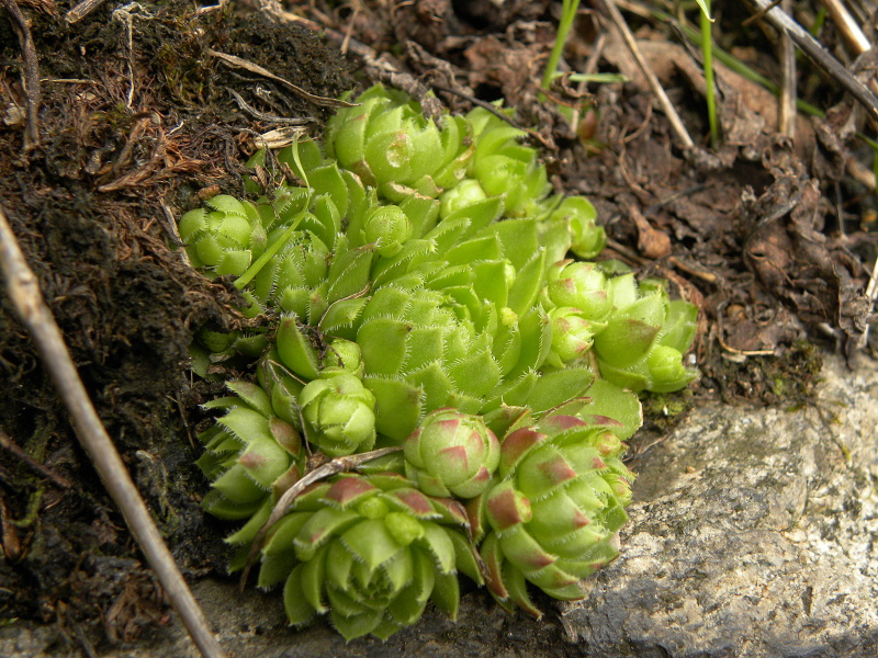 globiferum ssp. globiferum from Bečov nad Teplou, Eisenbahn