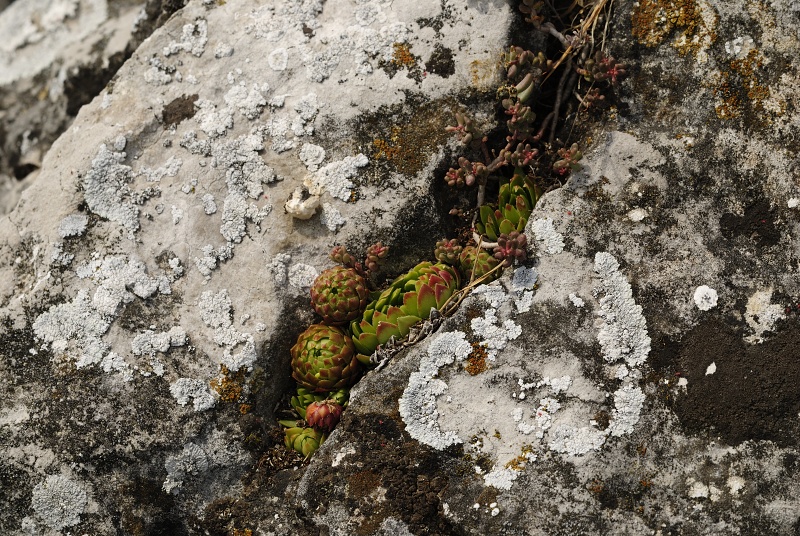 globiferum ssp. globiferum from Koněprusy, Zlatý kůň