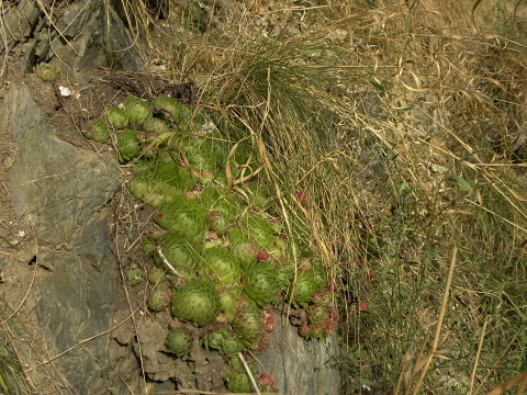 globiferum ssp. globiferum from Piplův mlýn