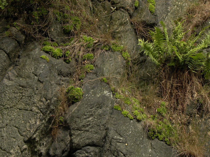 globiferum ssp. globiferum from Bečov nad Teplou, Burg