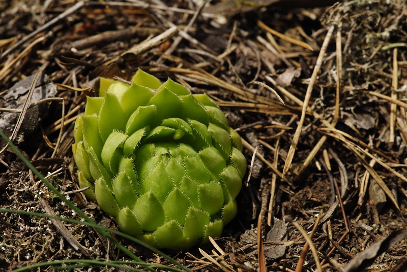 globiferum ssp. globiferum from Straße Chyše nach Čichořice