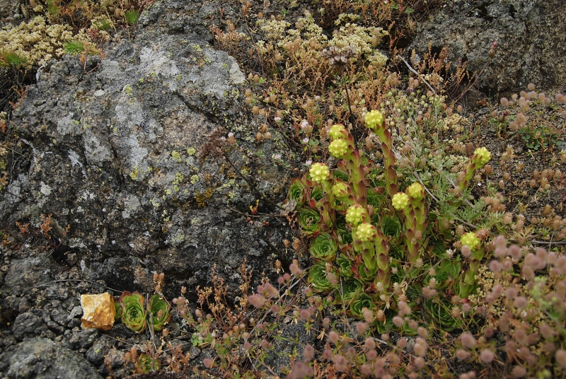 heuffelii from Sattel zwischen Sokolov vis und Veliki krš
