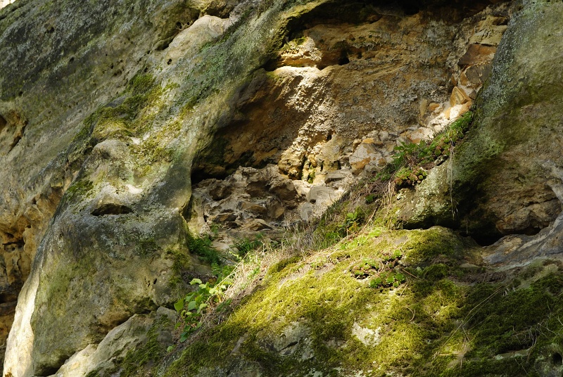globiferum ssp. globiferum from Boseň, Burg Valečov