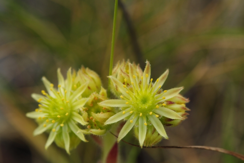 ciliosum from Lipova Livada, ü. d. Straße