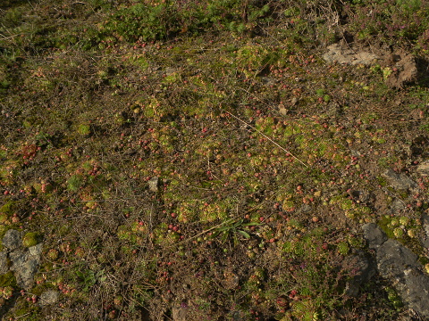globiferum ssp. globiferum from Branišovský vrch