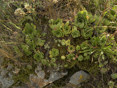 sp. from Cozla (südl.)