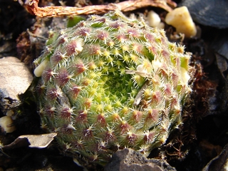 ciliosum ssp. octopodes (apetalum)