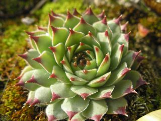 calcareum from Queyras