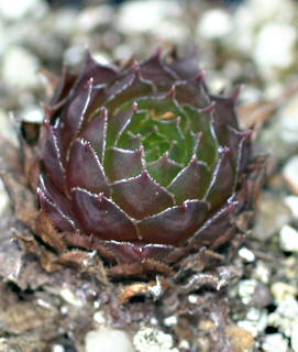 fauconnetii (villosum)