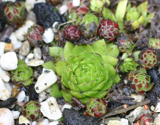 globiferum ssp. globiferum from Sümeg