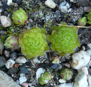 globiferum ssp. hirtum from Annenheim