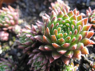 globiferum ssp. hirtum from Col d'Aubisque