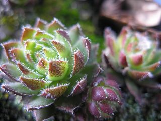 globiferum ssp. hirtum from Mont Boc