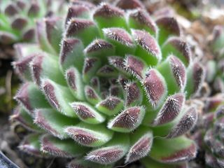 leucanthum from Pastra