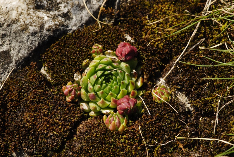 globiferum ssp. hirtum from Hornád, Kehle