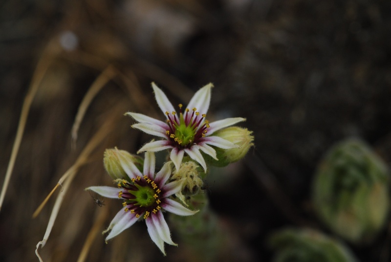 leucanthum x S. marm. ssp. erythraeum from Abhang ob. Bačkova Češma
