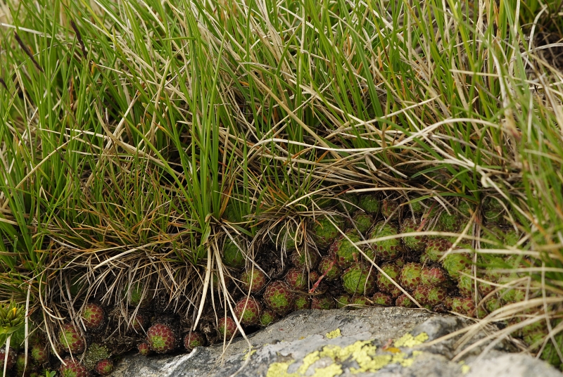 ciliosum ssp. octopodes from Pelister (Gipfel)