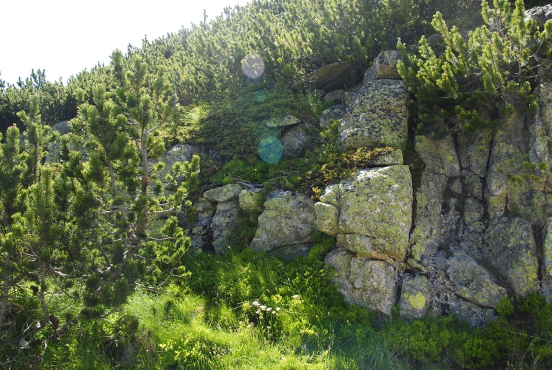 heuffelii from Musala, nahe der Hütte