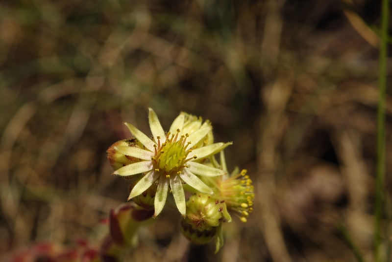 ciliosum x S. marmoreum from Lipova Livada (ü. d. Straße) 2