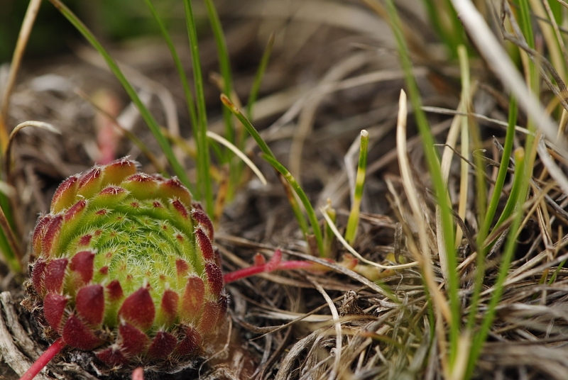 ciliosum ssp. octopodes from Pelister (Gipfel)