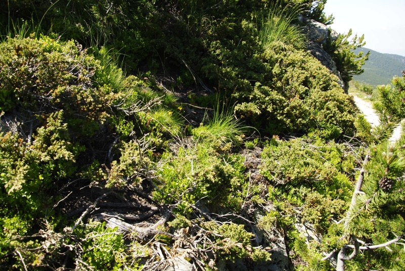 heuffelii from Musala, nahe der Hütte