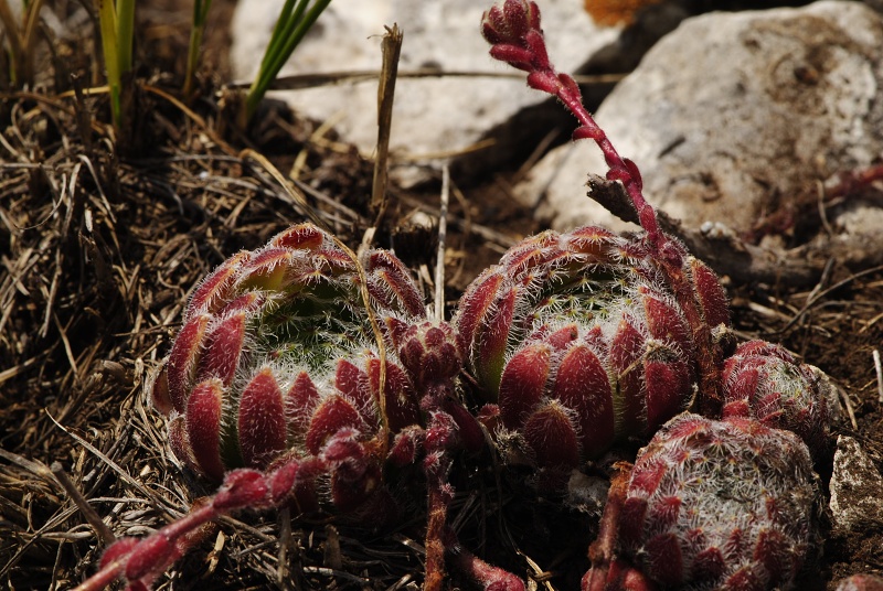 ciliosum ssp. ciliosum (galicicum) from Magaro, NO Abhang