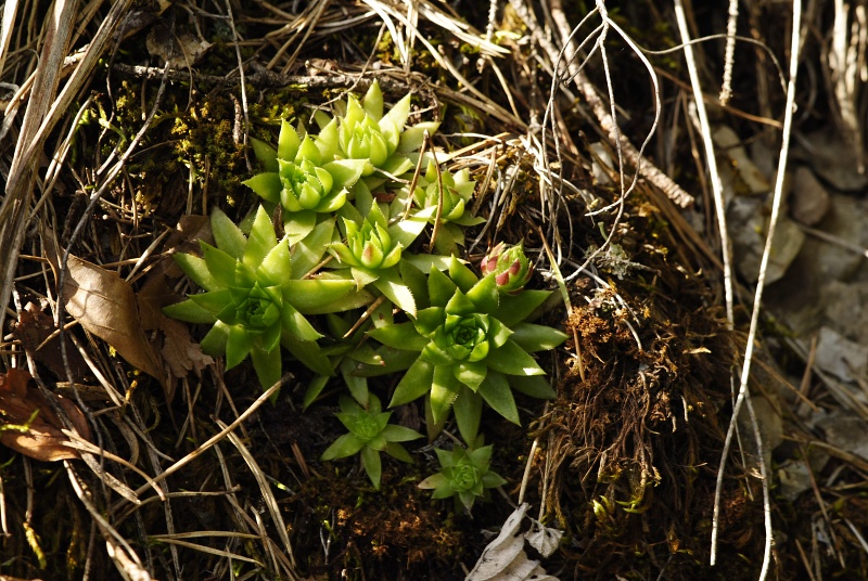 globiferum ssp. hirtum from Podlesok, Okrúhly vrch
