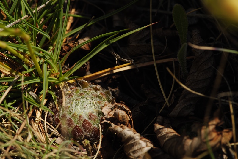 ciliosum x S. marmoreum from Lipova Livada (ü. d. Straße) 2