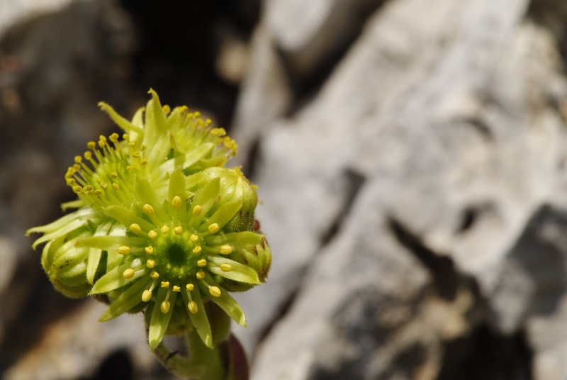 ciliosum ssp. ciliosum (galicicum) from Magaro, NO Abhang
