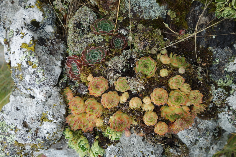 heuffelii from Pliješ Mt