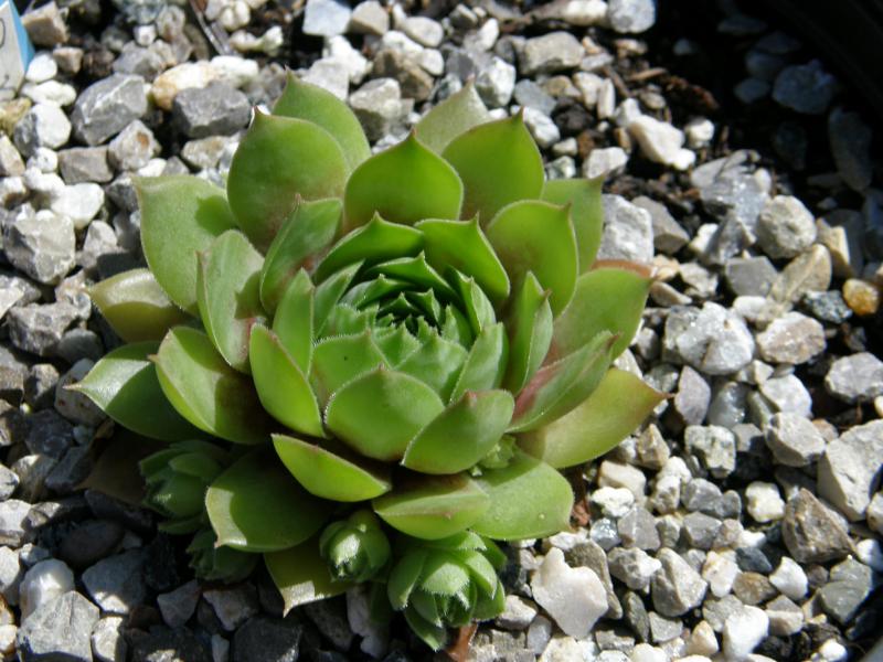 Kazi