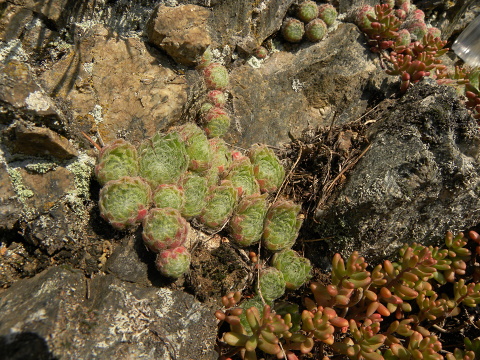 ciliosum ssp. ciliosum (borisii) from Kokalyane