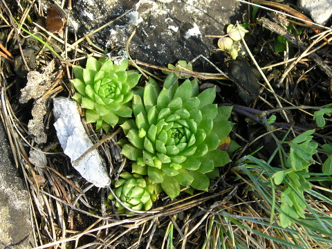 globiferum ssp. hirtum (preissianum) from Veľká skala