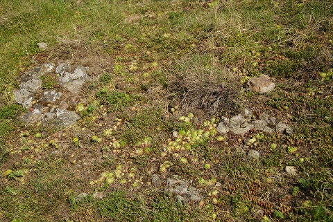 globiferum ssp. globiferum from Branišovský vrch