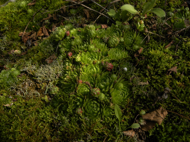 globiferum ssp. globiferum from Skomelno, Hůrka