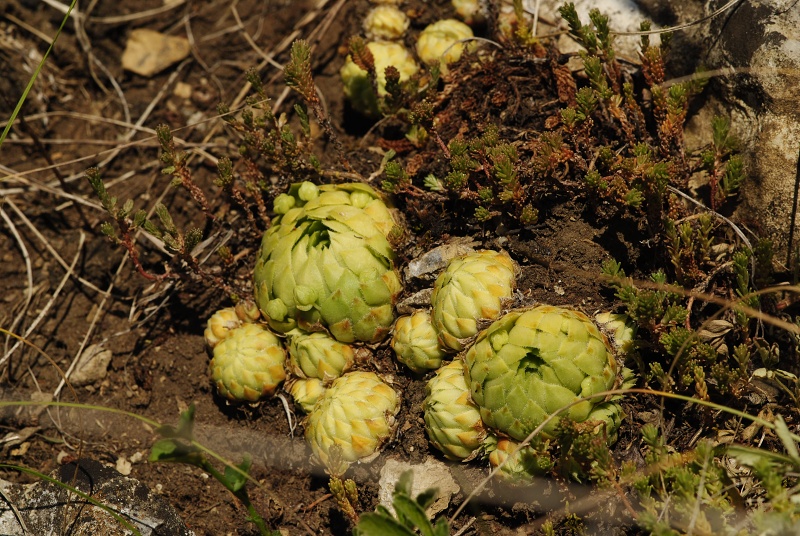globiferum ssp. globiferum from road Srbsko - Karlštejn