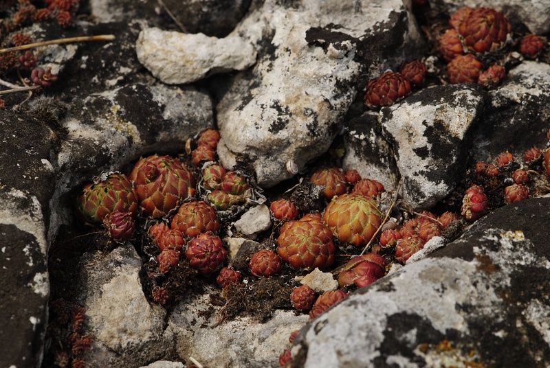 globiferum ssp. globiferum from Koněprusy, Zlatý kůň