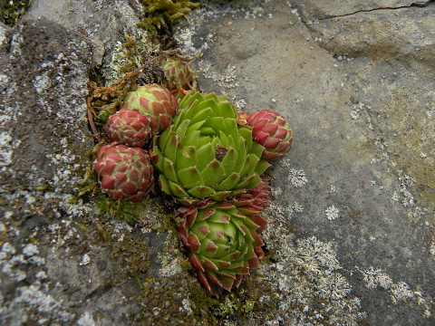 globiferum ssp. globiferum from Kozinec