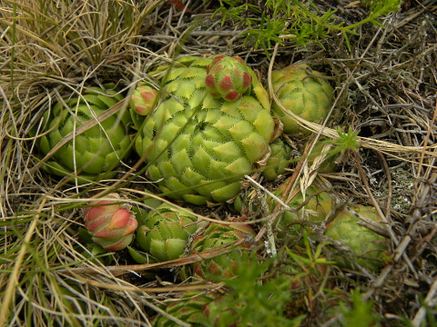 globiferum ssp. globiferum from Křížky