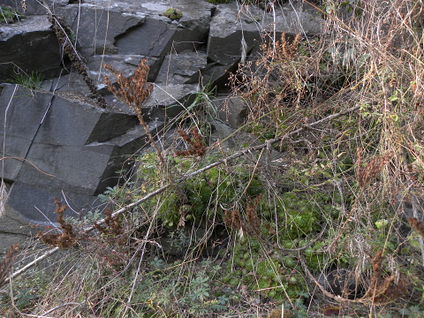 globiferum ssp. globiferum from Libštejn