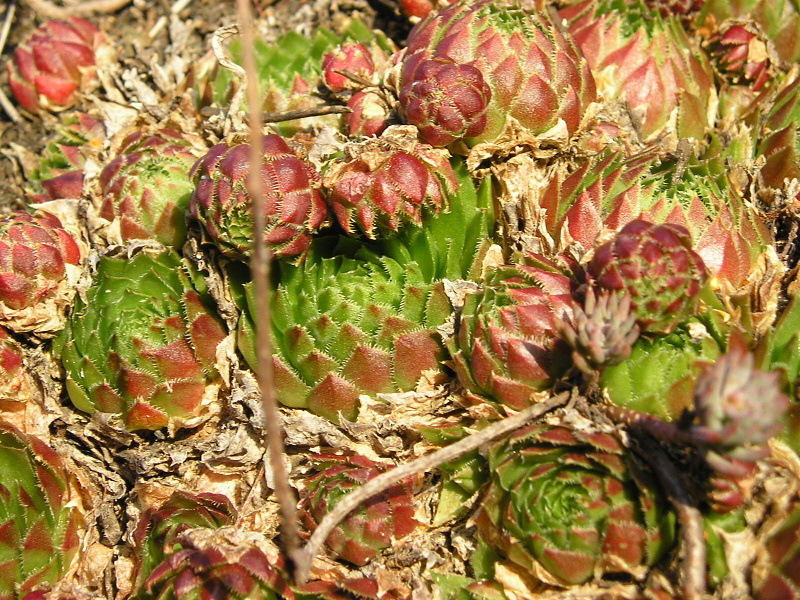 globiferum ssp. globiferum from Plasy, Eisenbahn